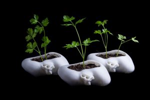 ceramics with plants and soil trimegisto