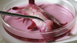 petri dish pink whitefeather