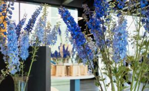 Delphinium Maximum CLOSE UP FLOWERS