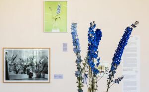 install view with picture deliriums